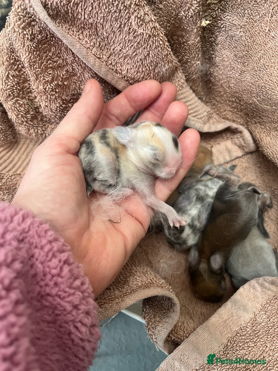 Mini Lop rabbits for sale: Gorgeous Mini Lops - Advert 11