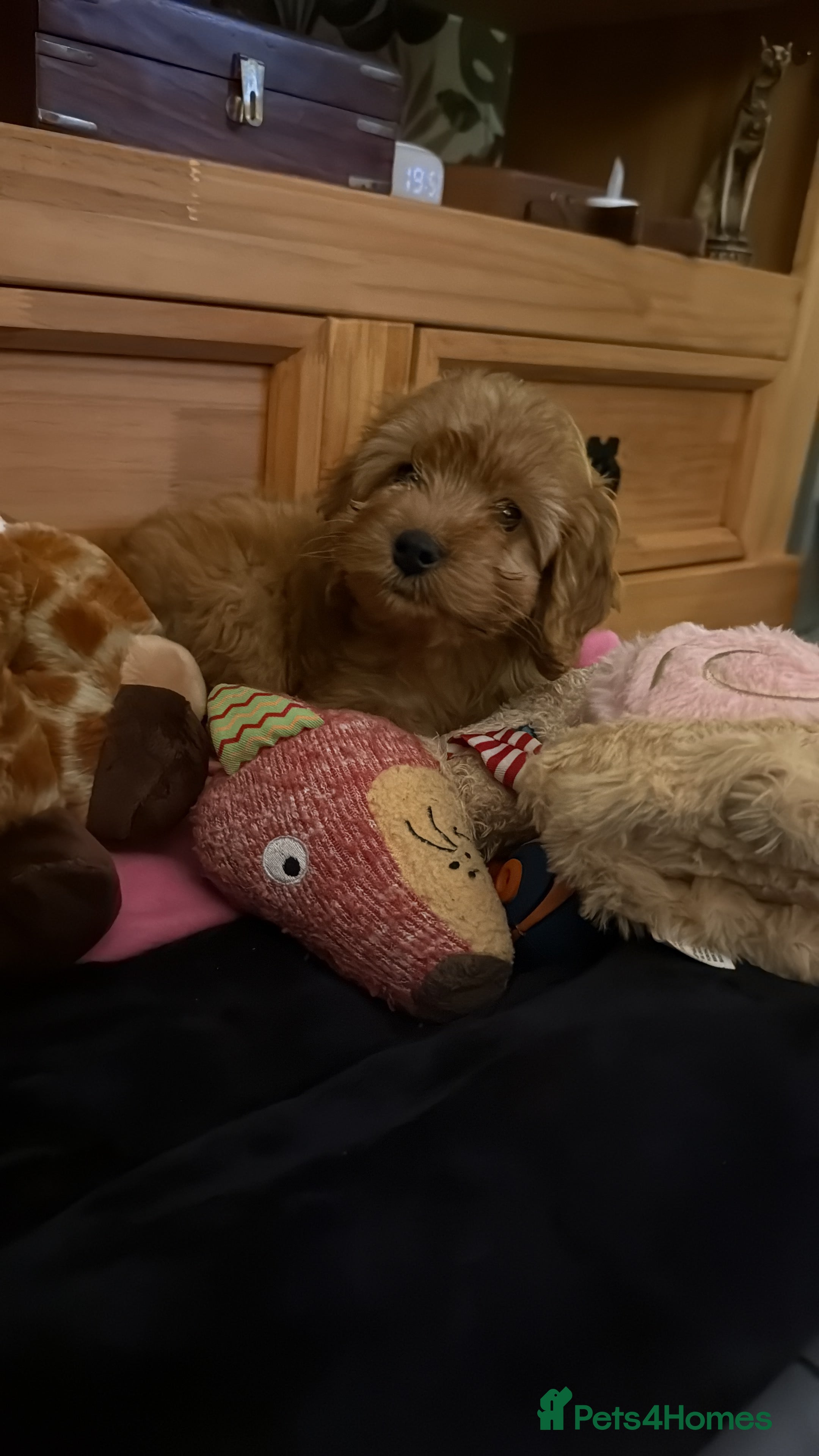 Cockapoo dogs Toy Cockerpoo  - Advert 2