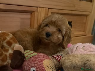 Cockapoo dogs Toy Cockerpoo - Advert 2