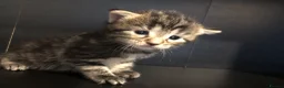 Mixed Breed cats for sale: 4 kittens  - Advert 1
