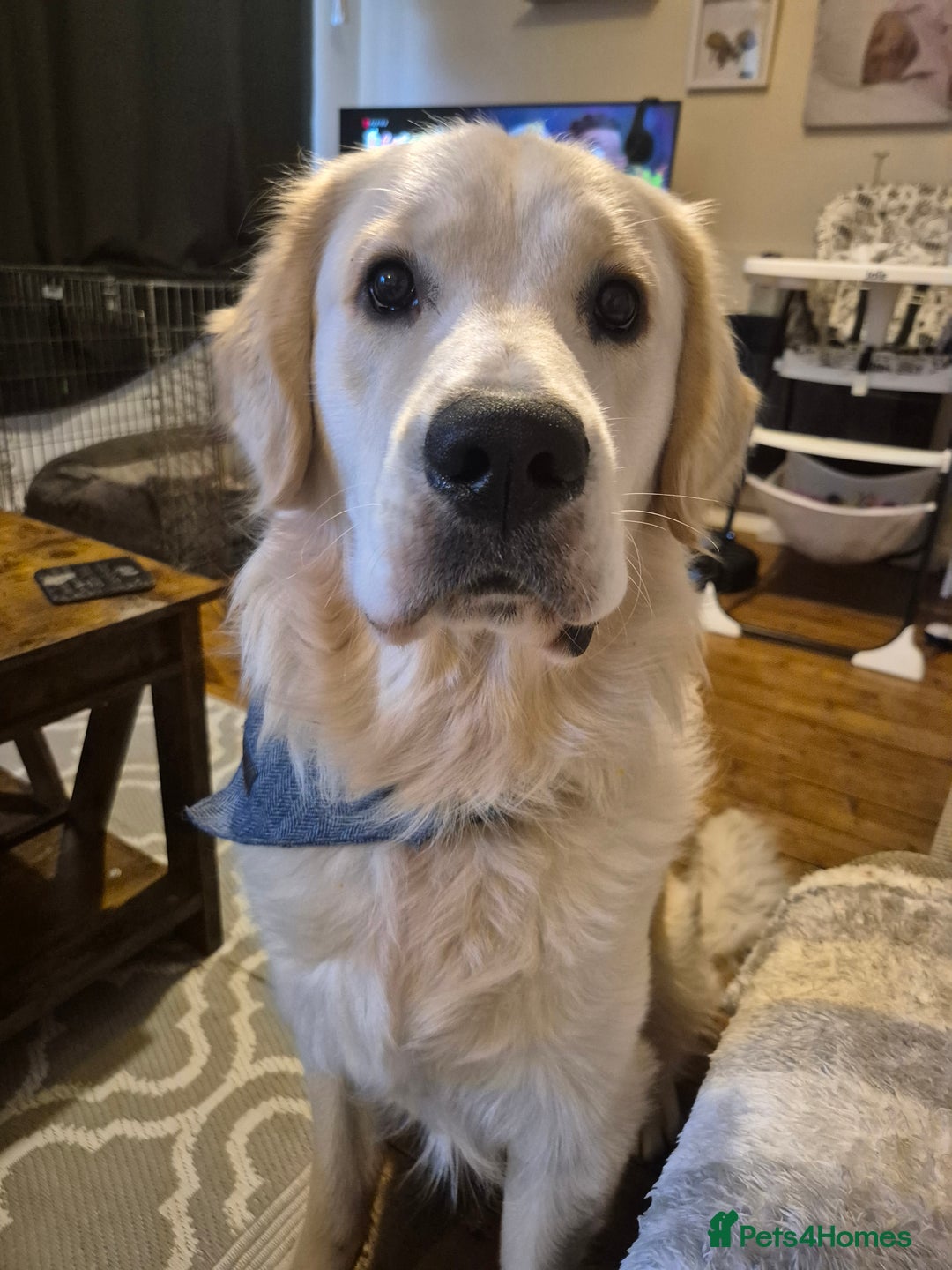 Golden Retriever dogs for sale: Male golden retriever  - Advert 3