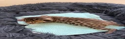 Bengal cats for sale: Beautiful Bengal cross kittens  - Advert 12
