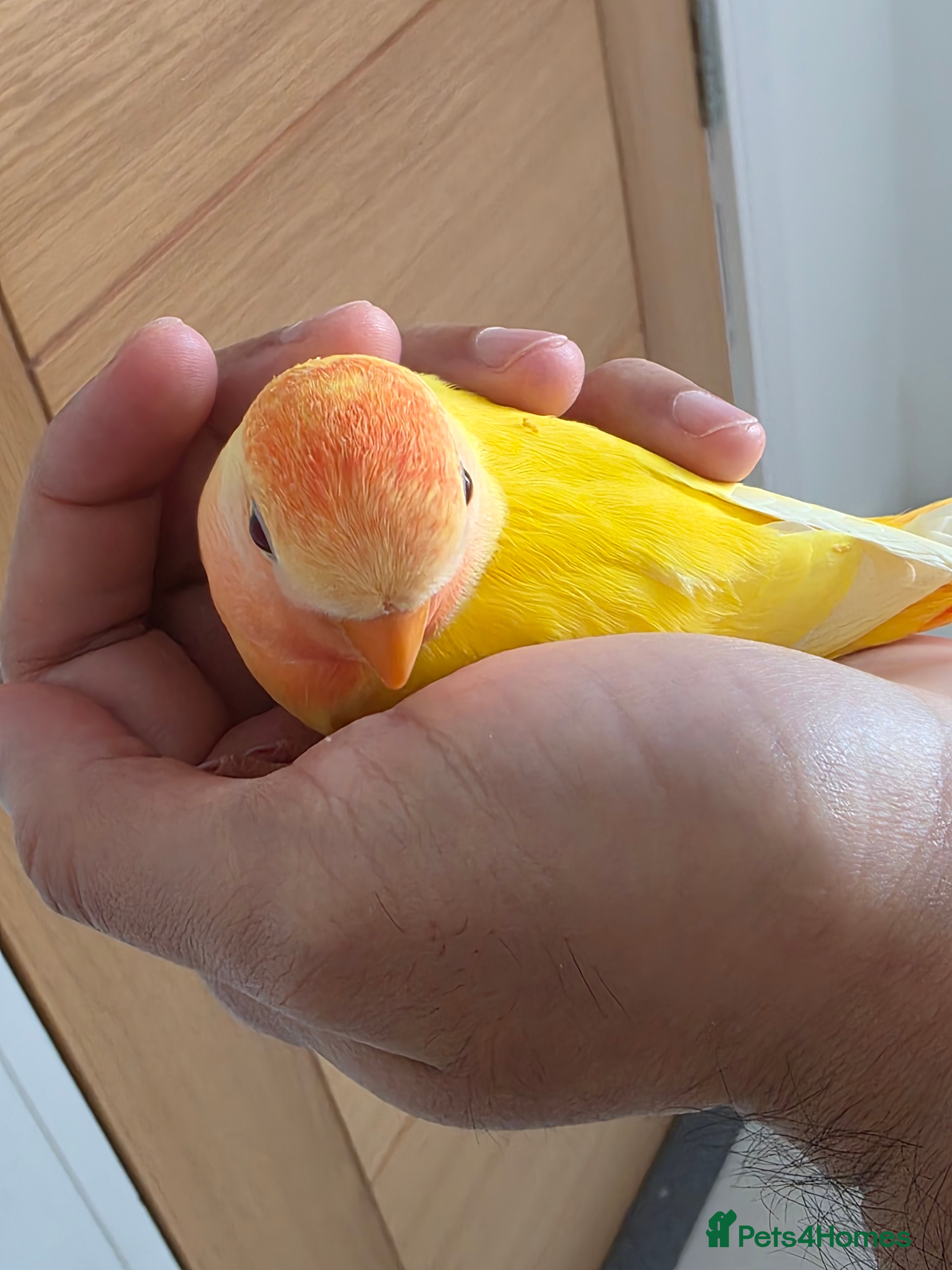 Lovebirds birds Super Tame, Hand-reared Baby Lovebirds - Advert 4