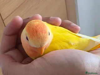 Lovebirds birds Super Tame, Hand-reared Baby Lovebirds - Advert 10