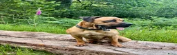 Mastiff dogs for sale: Big handsome softy Mastiff boy - Advert 4