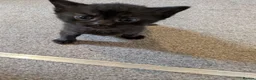 Mixed Breed cats for sale: Pure black kittens - Advert 8