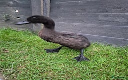 Canaries birds for sale: Ducks  - Image 1