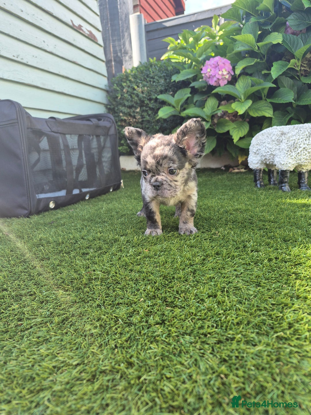 French Bulldog dogs for sale: Fluffy french bulldogs +c2  - Image 27