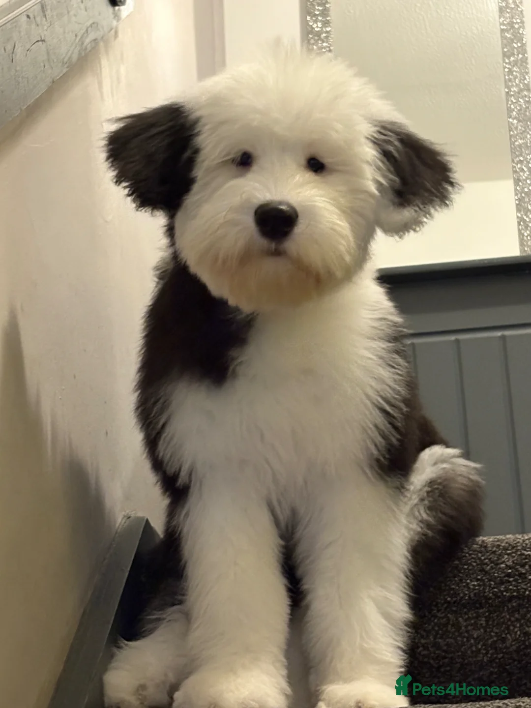 Old English Sheepdog dogs for sale: 7 month old old English sheep dog  - Advert 2