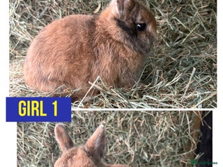 Netherland Dwarf rabbits Stunning Netherland dwarves - Advert 1