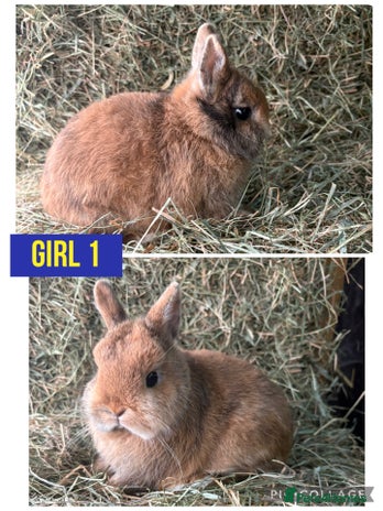 Netherland Dwarf rabbits Stunning Netherland dwarves - Advert 1