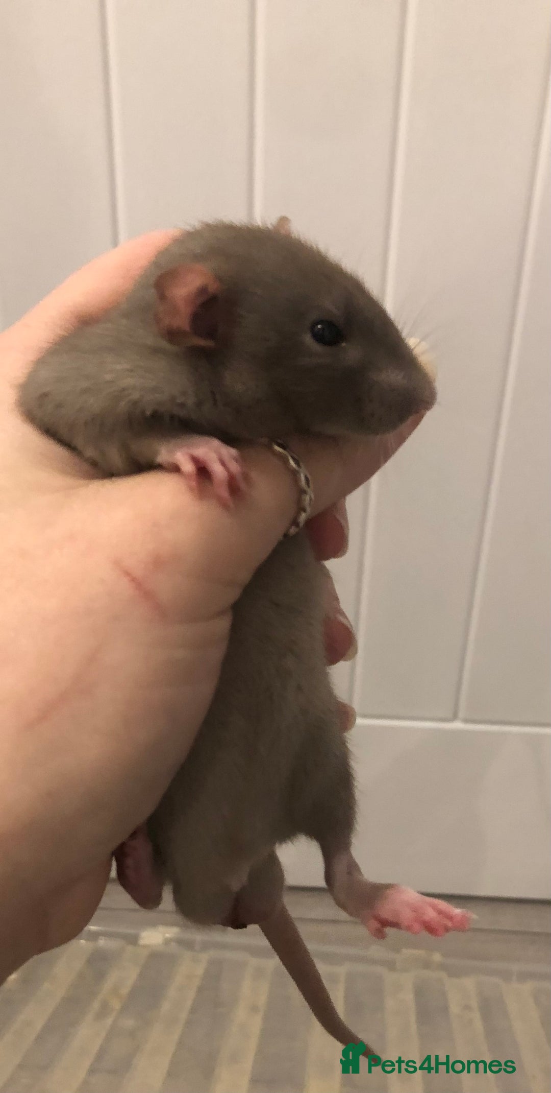 Rat rodents for sale: Baby dumbo rats - Advert 3