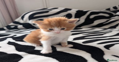 Mixed Breed cats - Advert 9
