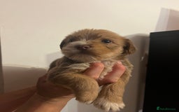 Jack Russell dogs for sale: JackRussell Puppy’s  - Image 9