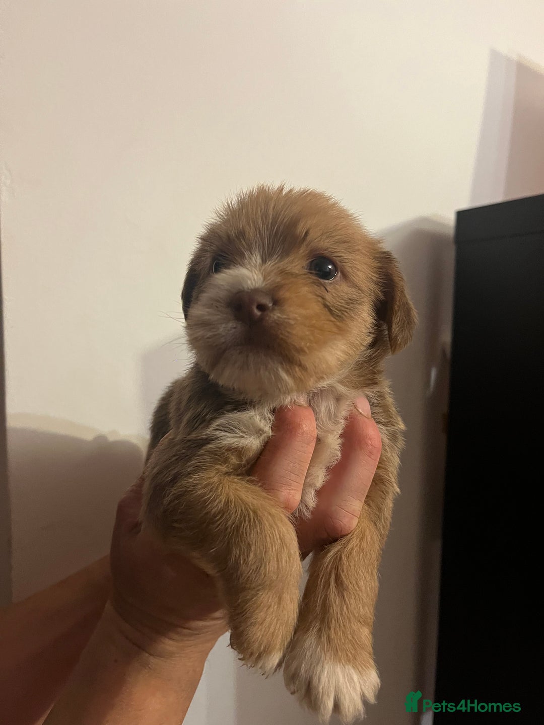 Jack Russell dogs for sale: JackRussell Puppy’s  - Image 9