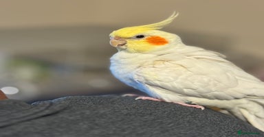 Cockatiels birds - Advert 1
