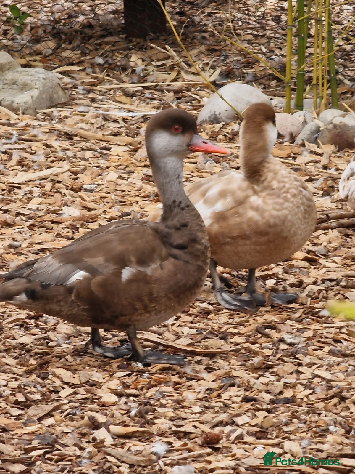 Waterfowl poultry Pair of Pochards.  - Advert 17