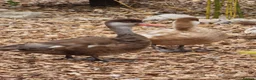 Waterfowl poultry for sale: Pair of Pochards.  - Advert 1