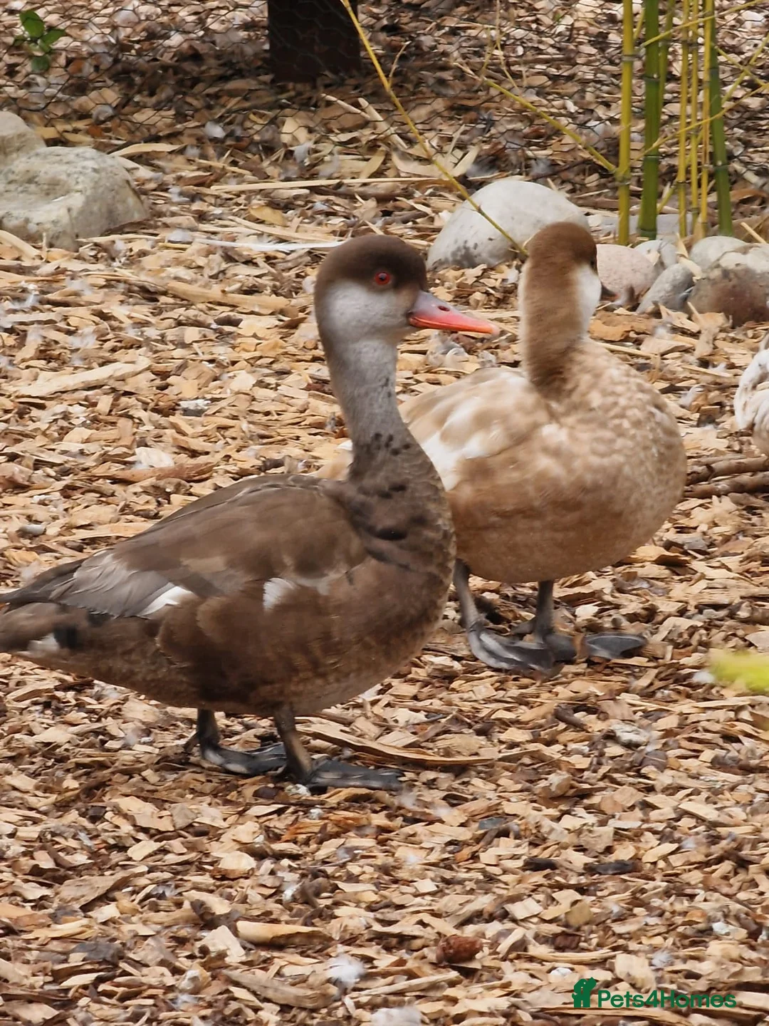 Waterfowl poultry for sale: Pair of Pochards.  - Advert 1