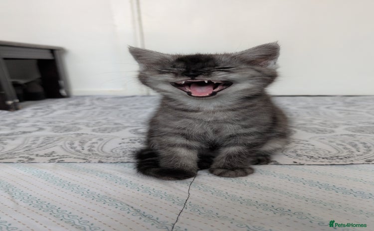 Persian cats - Advert 9