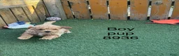Cavapoochon dogs for sale: Adorable Cavapochon pups - Advert 5