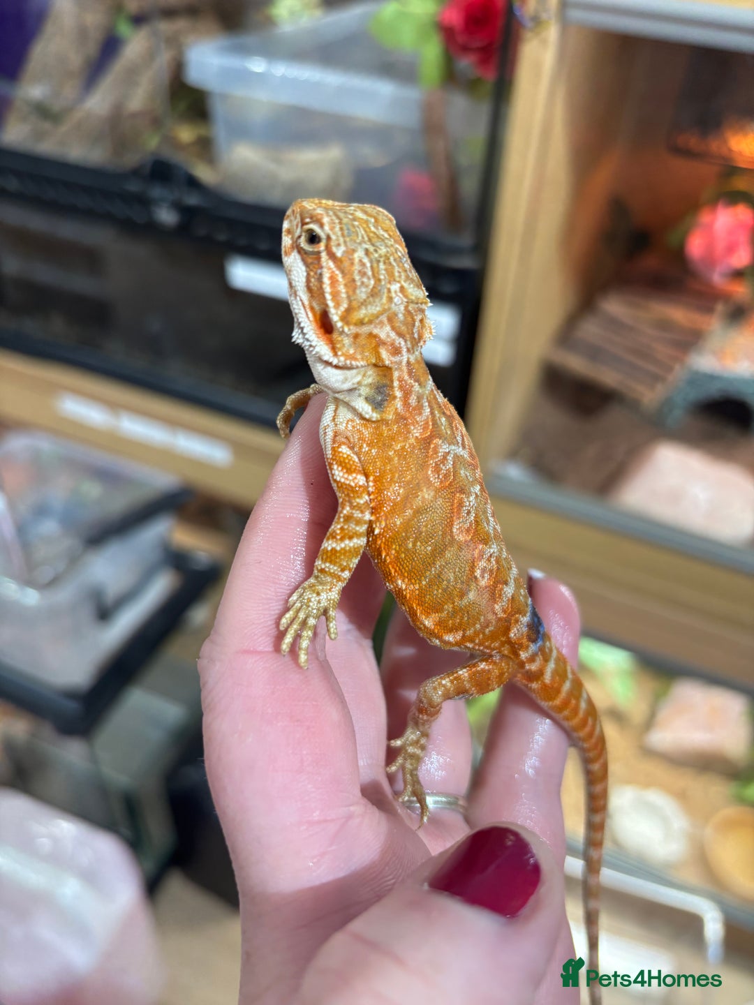 Bearded Dragon reptiles for sale: CB25 Bearded Dragon Babies  - Image 4