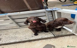 Cocker Spaniel dogs for sale: Cocker spaniel  - Image 10