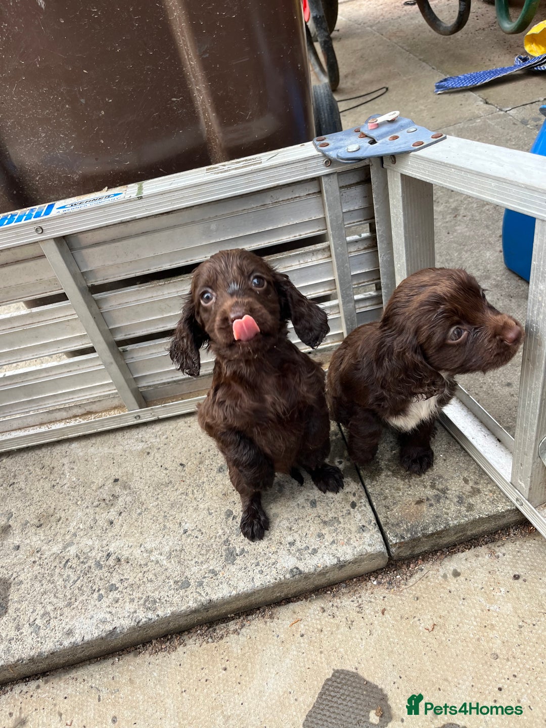 Cocker Spaniel dogs for sale: Cocker spaniel  - Image 10