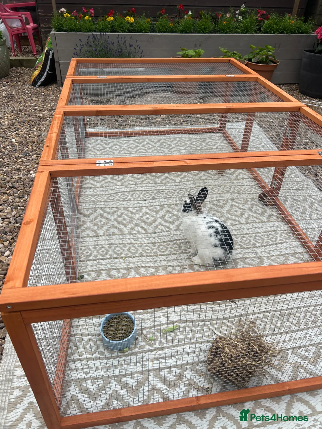Dwarf Lop rabbits for sale: Dwarf female lop in Chesterfield - Advert 4