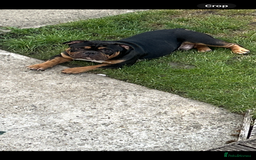 American Bully dogs for sale: Handsome pocket bully for sale  - Image 2