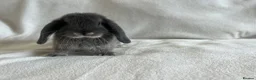 Mini Lop rabbits for sale: Mini Lops Ready to Leave Now - Advert 5