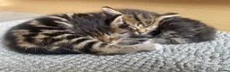 Mixed Breed cats for sale: Adorable kittens ready for a new home ❤️ - Advert 11