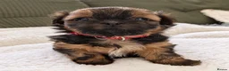 Shih Tzu dogs for sale: Clan of beautiful Shih tzu Toebeans  - Advert 3