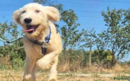 Mixed Breed dogs for adoption: Meet Petey, currently residing in Essex - Image 9