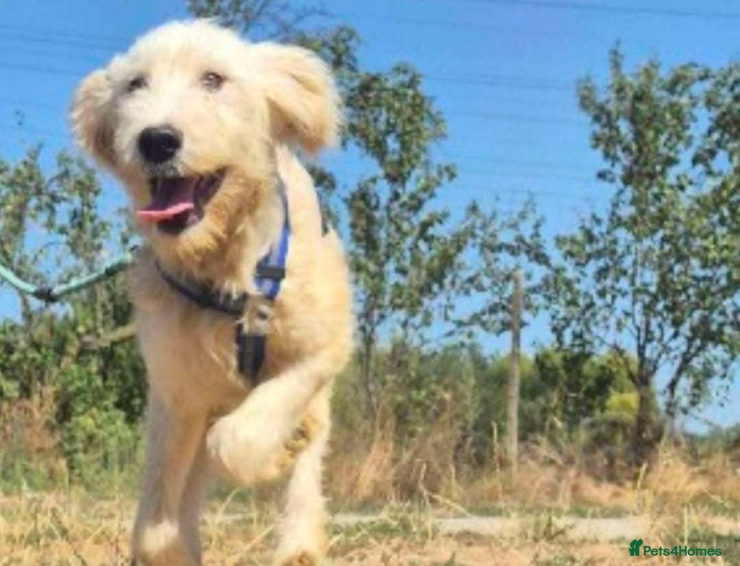 Mixed Breed dogs for adoption: Meet Petey, currently residing in Essex - Image 9