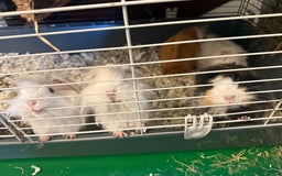 Guinea Pig rodents for sale: Long haired Peruvian Guinea Pigs - Image 5