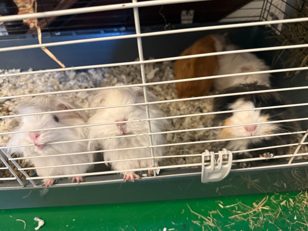 Guinea Pig rodents for sale: Long haired Peruvian Guinea Pigs - Image 5