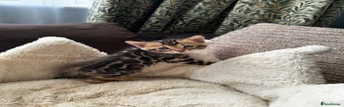Bengal Kitten 2