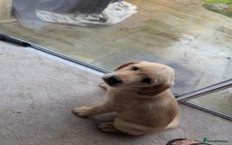 Goldador dogs for sale: 9 Week old Goldador Puppies - ready to go - Advert 6