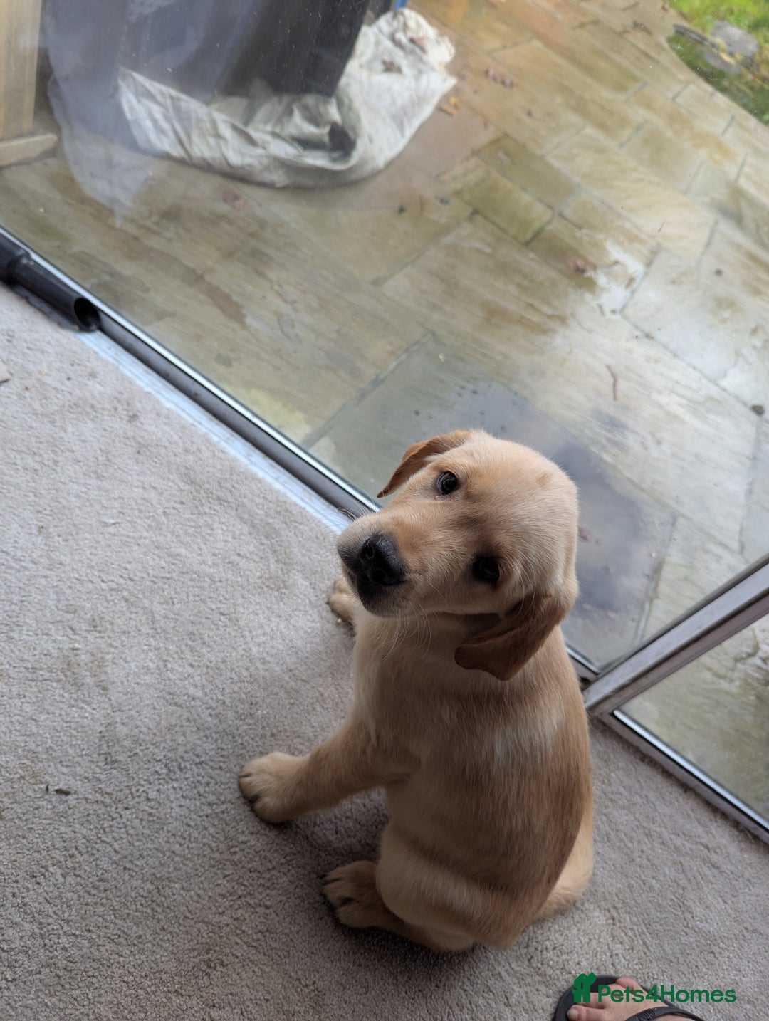 Goldador dogs for sale: 9 Week old Goldador Puppies - ready to go - Advert 6