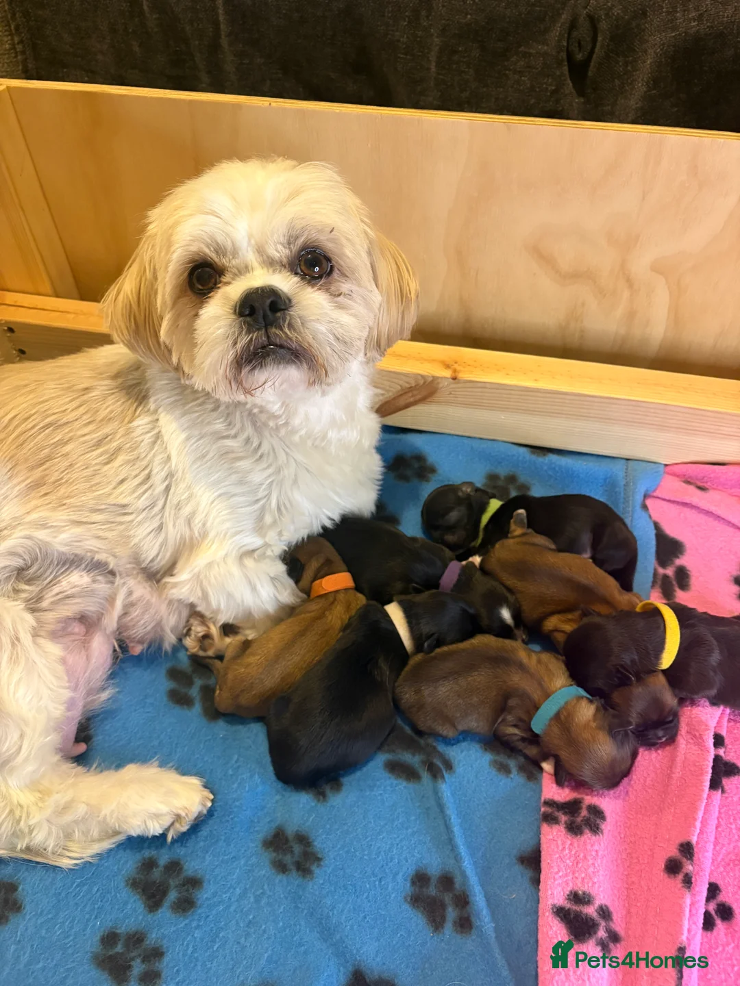 Shih Tzu dogs for sale: Gorgeous pedigree Shih Tzus!! - Advert 2