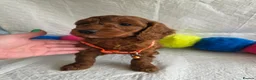 Irish Doodle dogs for sale: 👑Superb Rare Toy/Mini Deepest Red Irish Doodles👑 - Advert 8