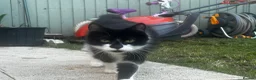 Mixed Breed cats for sale: 2 beautiful kittens for sale  - Advert 8