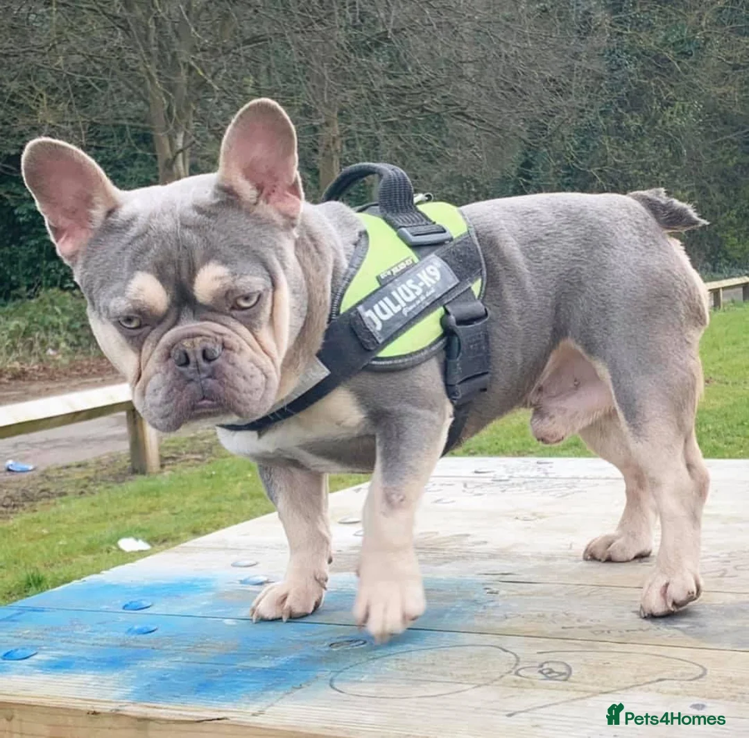French Bulldog dogs for stud: BEAUTIFUL LILAC AND TAN FRENCH BULLDOG in Sunderland - Advert 31