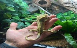 Gecko reptiles for sale: Crested Gecko and Full Bioactive Setup - Image 5