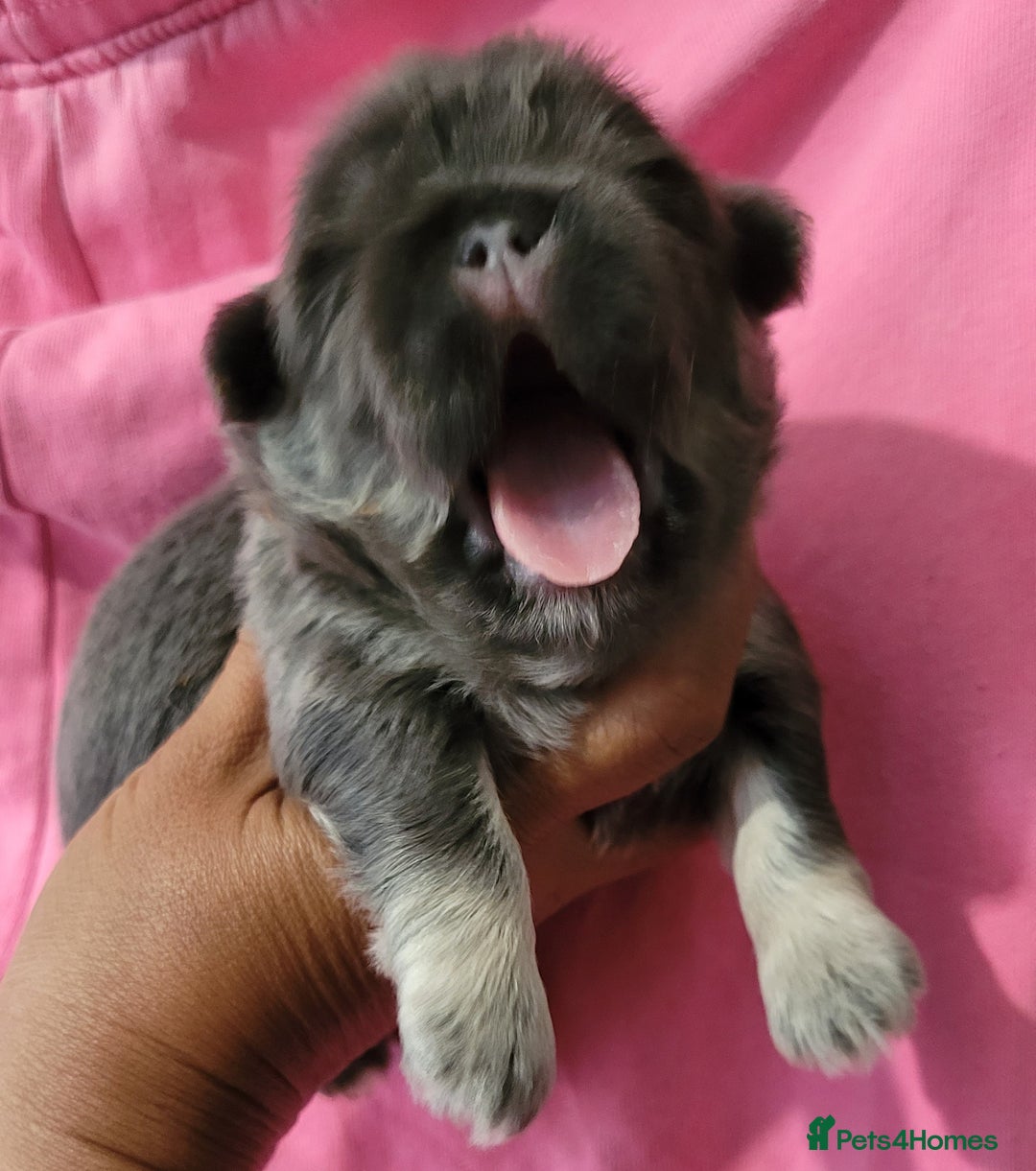 Shih Tzu dogs for sale: Adorable Tiny Imperial ShihTzu  - Image 7