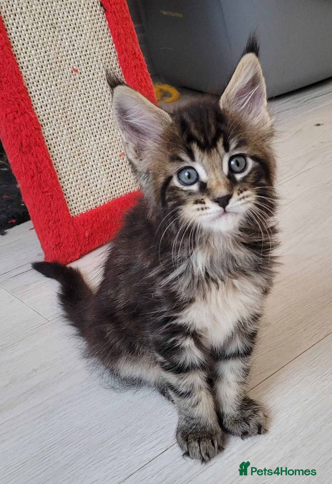 Maine Coon cats for sale: Tica registered maine coon kittens  - Advert 2