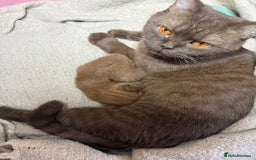 British Shorthair cats for sale: Rare Cinammon British Shorthair Princess - Image 5