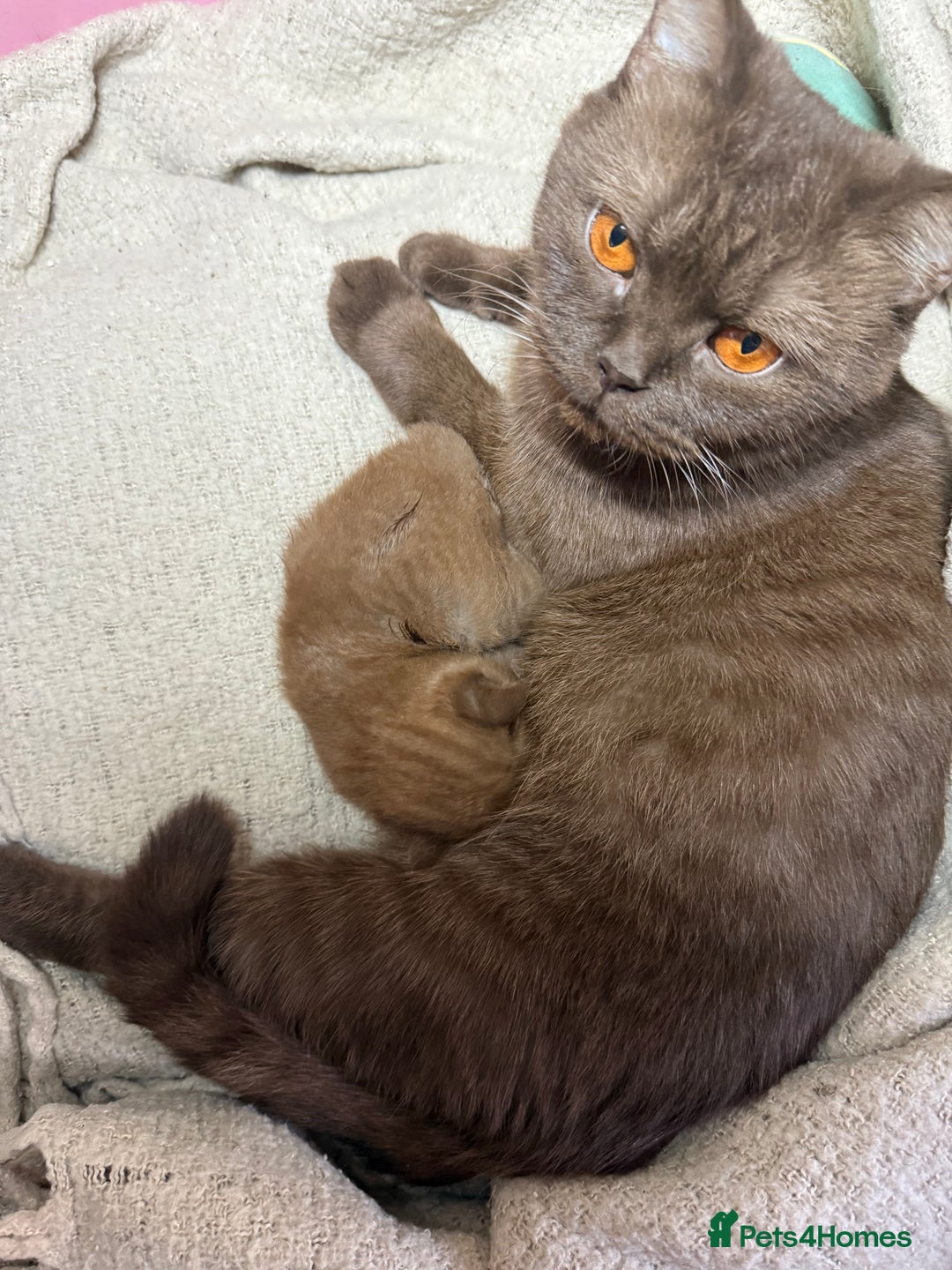 British Shorthair cats for sale: Rare Cinammon British Shorthair Princess - Image 5