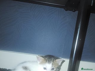 Mixed Breed cats mixed babies for sale - Advert 2